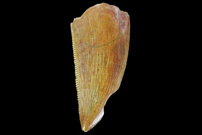 Serrated, Raptor Tooth - Very Large Specimen #87815